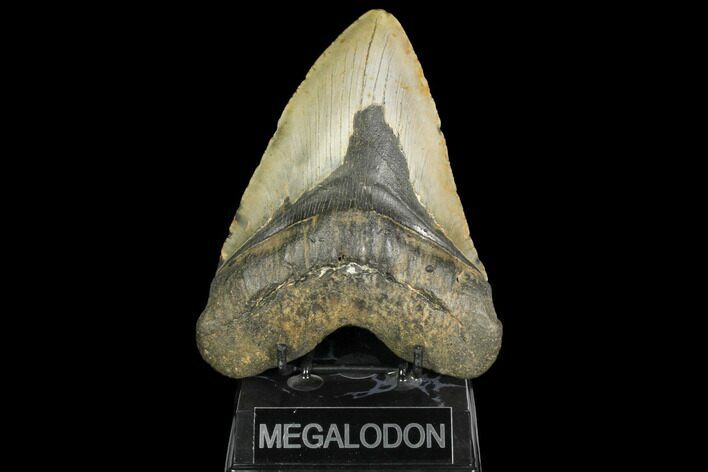 Fossil Megalodon Tooth - + Foot Prehistoric Shark #147397